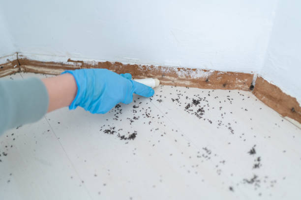 Professional Pest Control in Inverness, FL